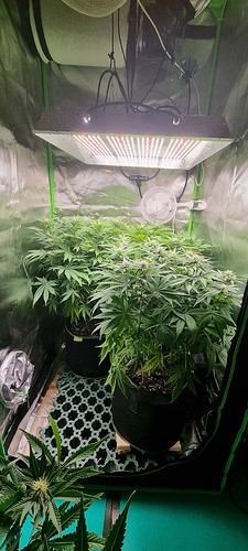 Growreport Bild 2