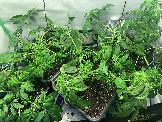 Growreport Bild 19