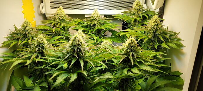 Growreport Bild 1