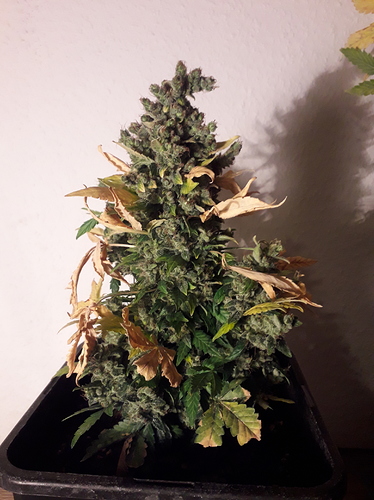 Growreport Bild 10