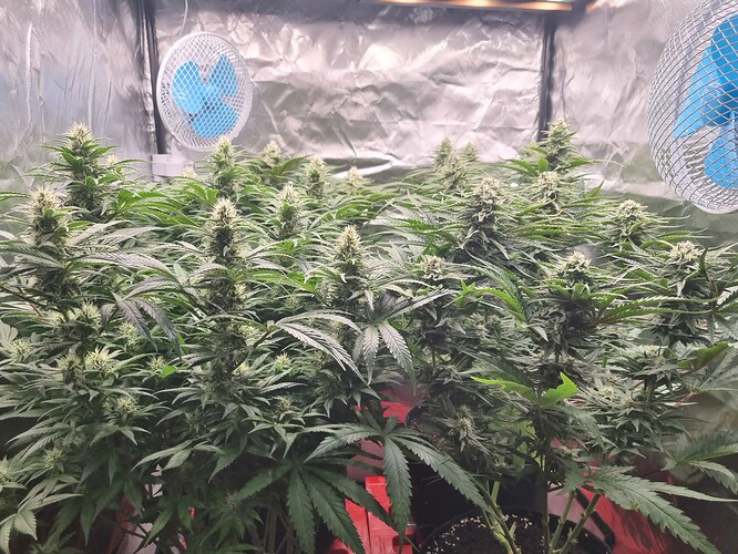 Growreport Bild 30