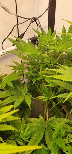 Growreport Bild 2