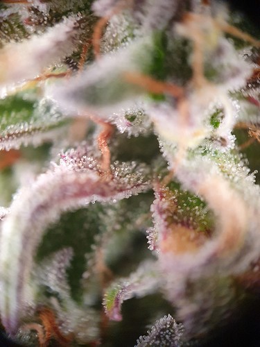 Growreport Bild 8