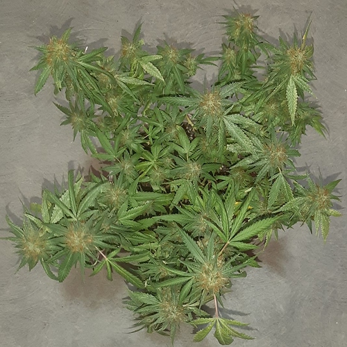Growreport Bild 2