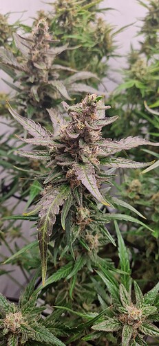Growreport Bild 2