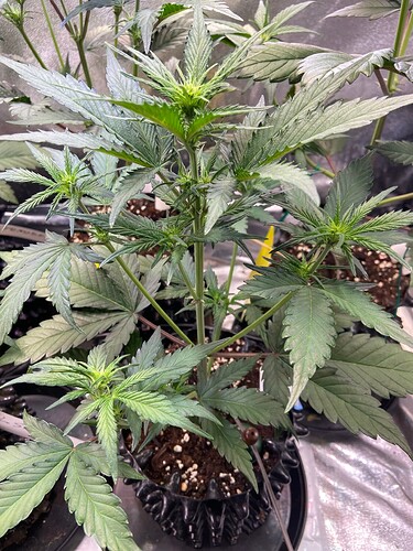 Growreport Bild 1