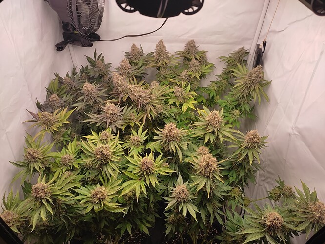 Growreport Bild 5