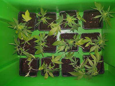 Growreport Bild 4