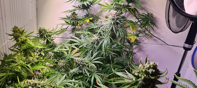 Growreport Bild 19