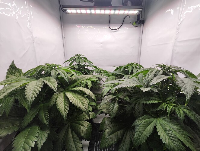 Growreport Bild 3