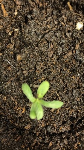 Growreport Bild 8