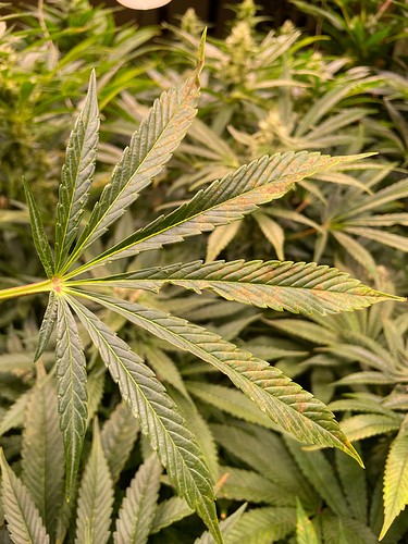 Growreport Bild 3