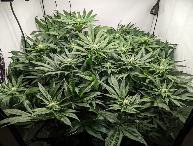 Growreport Bild 3