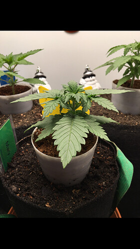 Growreport Bild 20