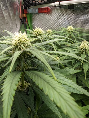 Growreport Bild 2