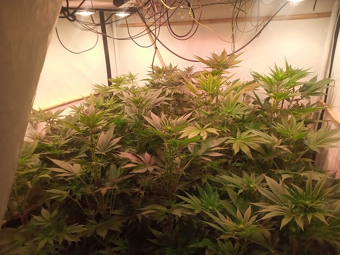 Growreport Bild 3