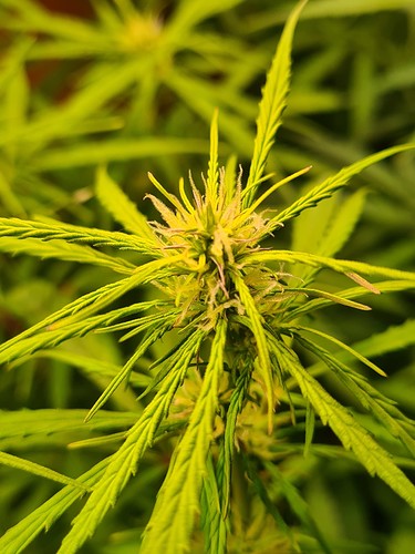 Growreport Bild 9