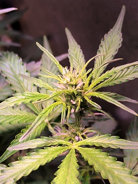 Growreport Bild 9