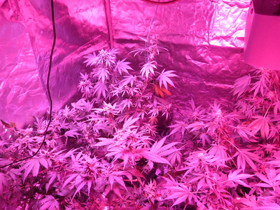 Growreport Bild 3