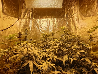 Growreport Bild 32