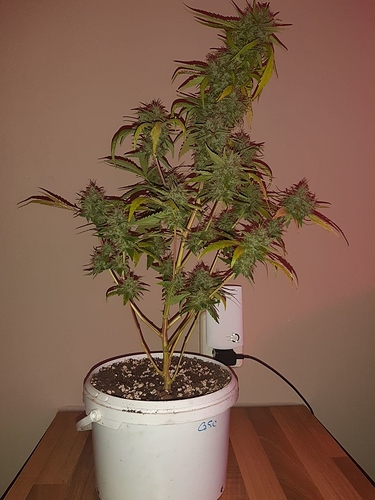 Growreport Bild 4