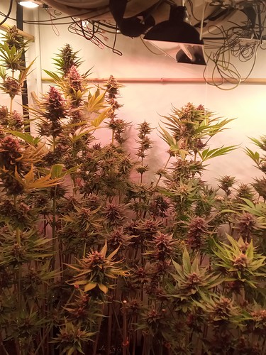 Growreport Bild 44
