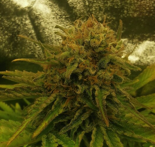 Growreport Bild 4