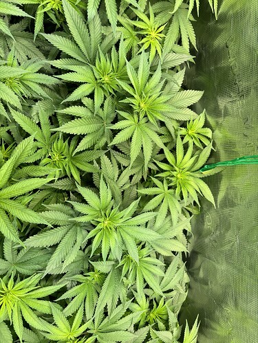 Growreport Bild 5
