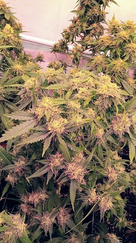 Growreport Bild 39