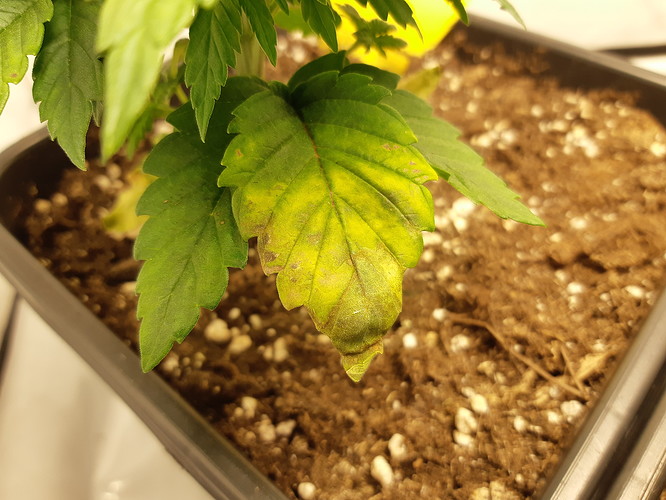 Growreport Bild 15
