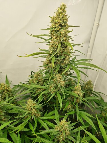 Growreport Bild 4