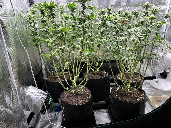 Growreport Bild 6