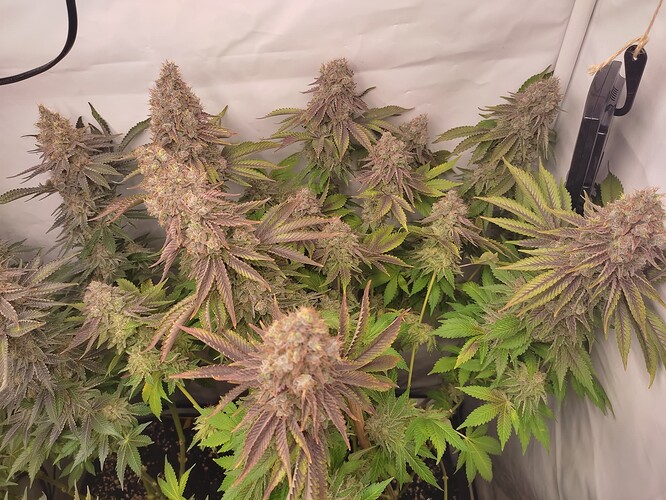Growreport Bild 13