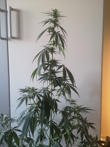 Growreport Bild 1