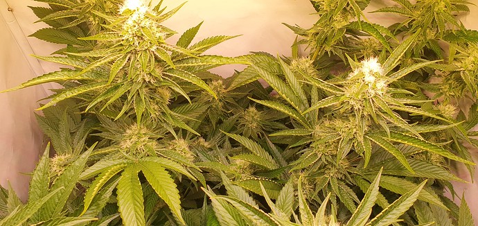Growreport Bild 9