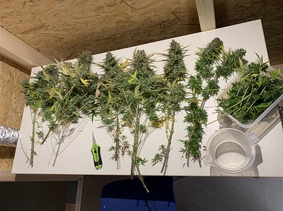 Growreport Bild 8