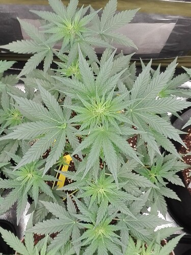 Growreport Bild 6
