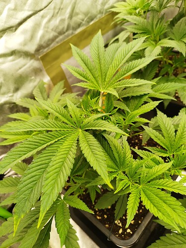 Growreport Bild 11