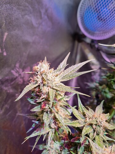 Growreport Bild 40