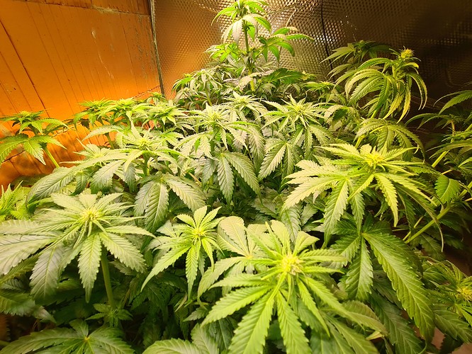 Mehrere junge Cannabispflanzen in der Wachstumsphase, die dicht beieinander stehen und von oben beleuchtet werden.