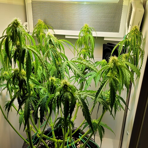 Growreport Bild 5