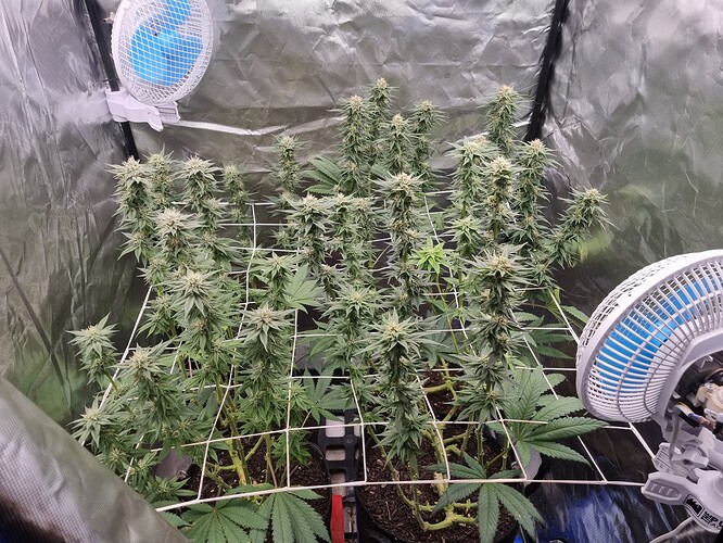 Growreport Bild 7