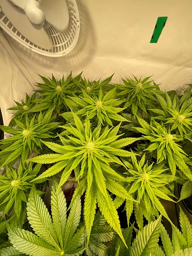Growreport Bild 52