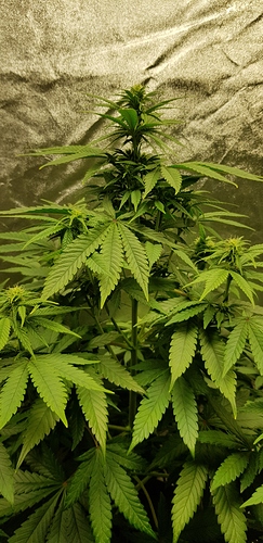 Growreport Bild 8