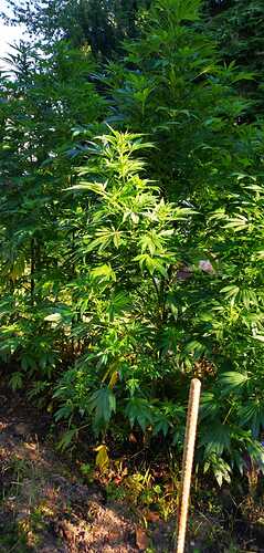 Growreport Bild 6