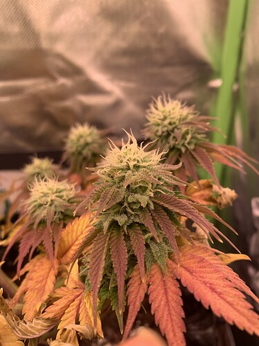 Growreport Bild 4