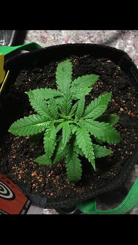 Growreport Bild 10