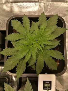 Growreport Bild 19