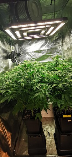 Growreport Bild 2