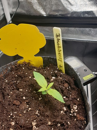 Growreport Bild 11